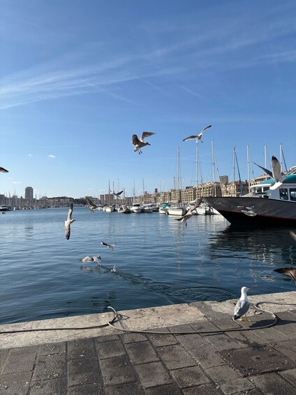A marina with boats docked, seagulls flying, and a clear blue sky. 1