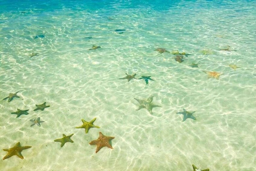 Clear turquoise water with starfish on the sandy bottom. 5