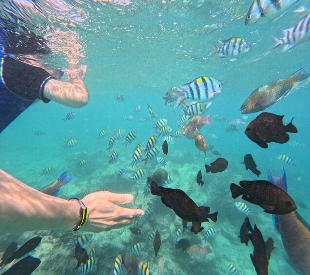 A person underwater surrounded by various fish. 3