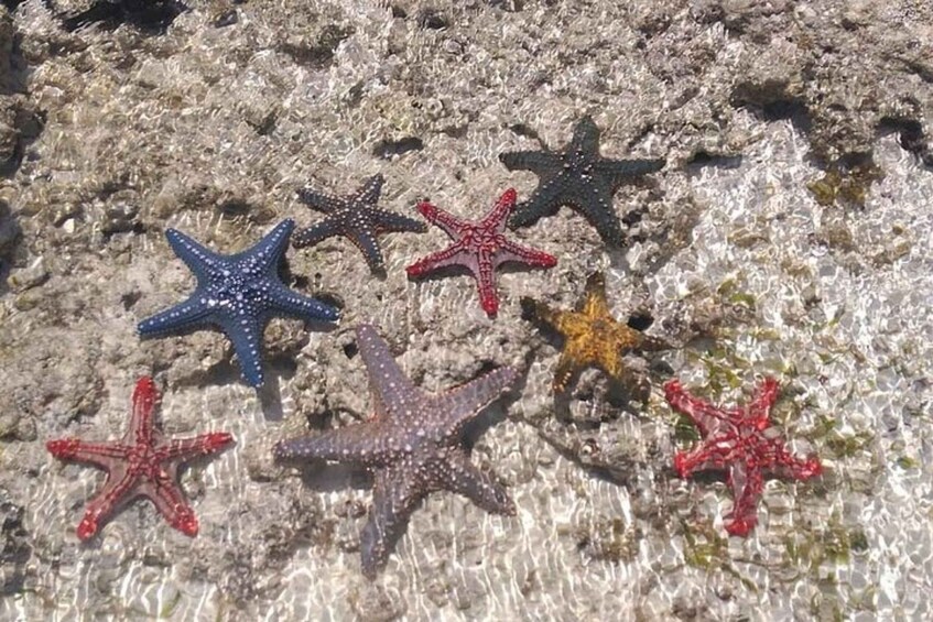 Starfish on a rocky surface. 4