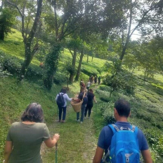 A group of people hiking on a grassy path surrounded by trees. 4