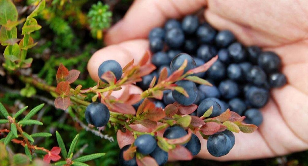 A hand holding a bunch of blueberries with some red leaves. 1