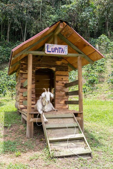 A wooden goat house with a ramp and a sign reading "LUPITA". 1