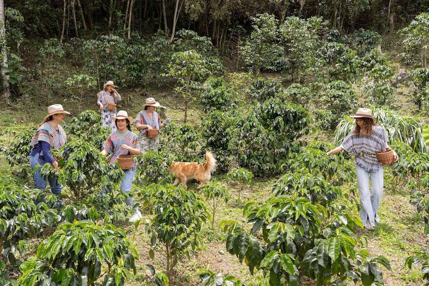 A group of people in a coffee plantation with a dog. 3