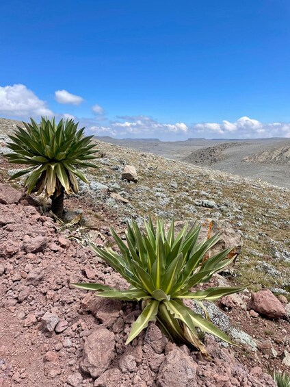 Two agave plants on rocky terrain with a vast desert landscape in the background. 3