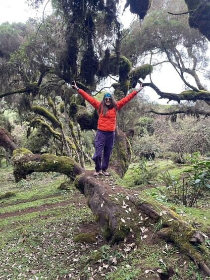A person standing on a moss-covered log in a forest. 4