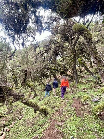 Three people hiking through a forested area with moss-covered trees and a rocky ground. 2