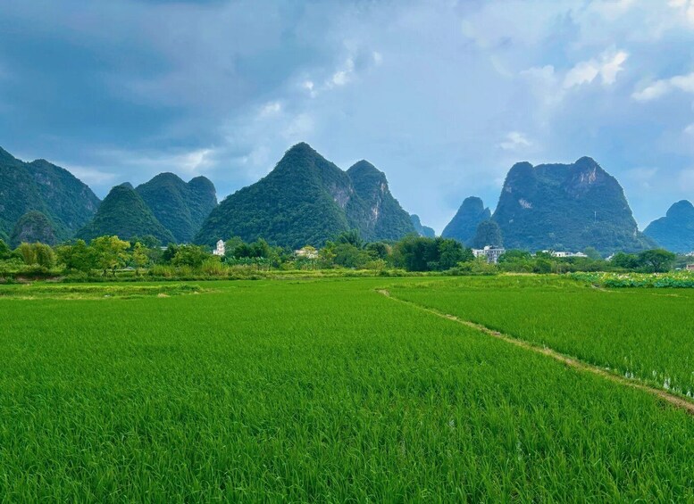 A lush green rice field with mountains in the background. 4