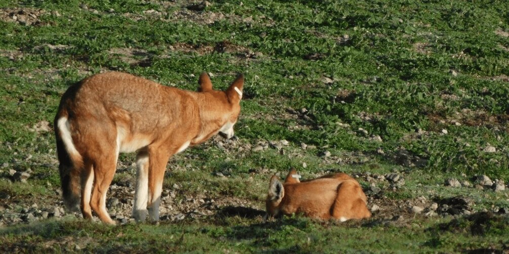 A kangaroo with a joey in a grassy field. 2