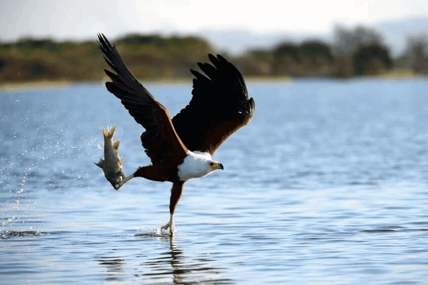 An eagle catching a fish mid-flight over water. 1