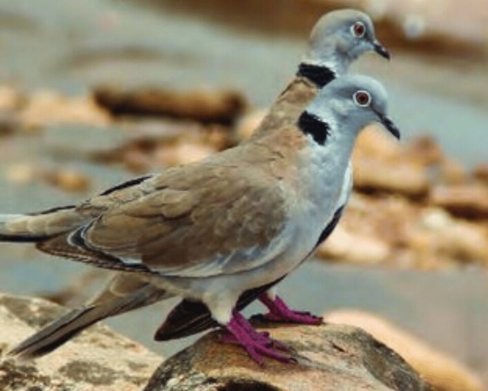 Two pigeons on a rock by a body of water. 3