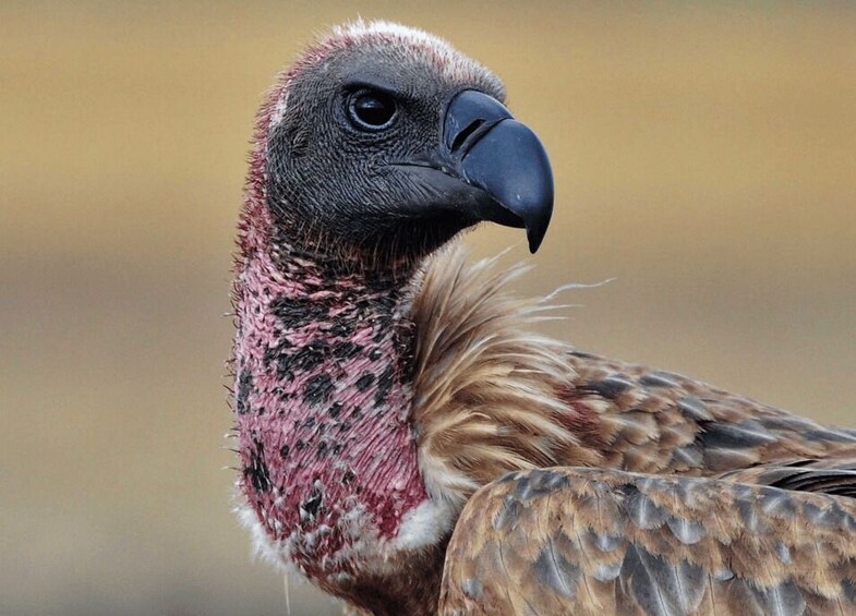 A close-up of a vulture with a dark beak and pinkish-brown feathers. 5
