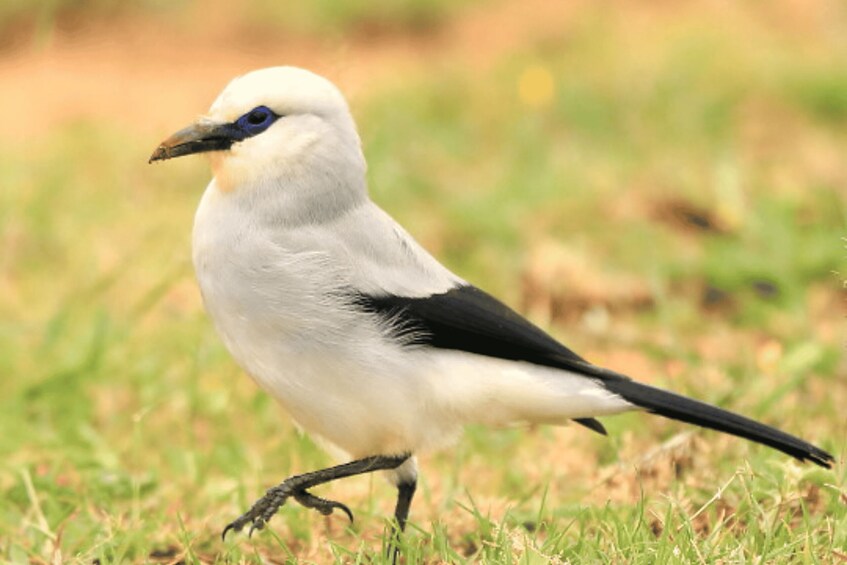 A bird with white and black plumage standing on grass. 4
