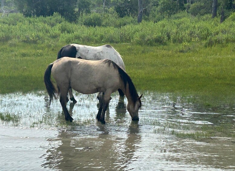 Picture 16 for Activity Famous Chincoteague Island Pony Cruise with Expert Narration 4