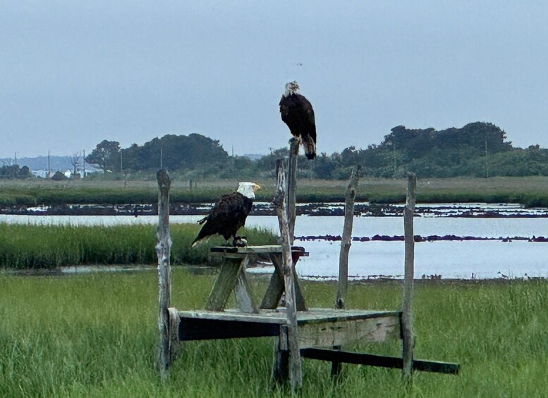 Picture 4 for Activity Famous Chincoteague Island Pony Cruise with Expert Narration 3