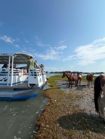 Famous Chincoteague Island Pony Cruise with Expert Narration 1