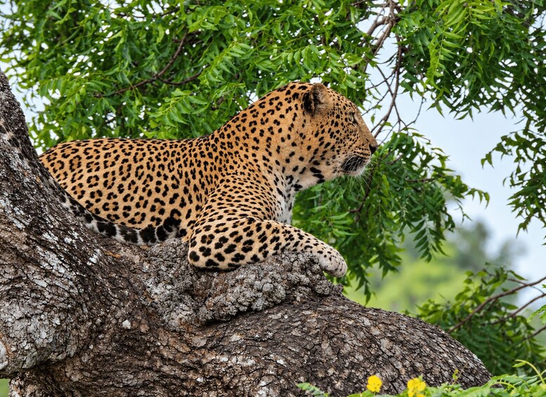 A leopard resting on a tree branch in a green, leafy environment. 2