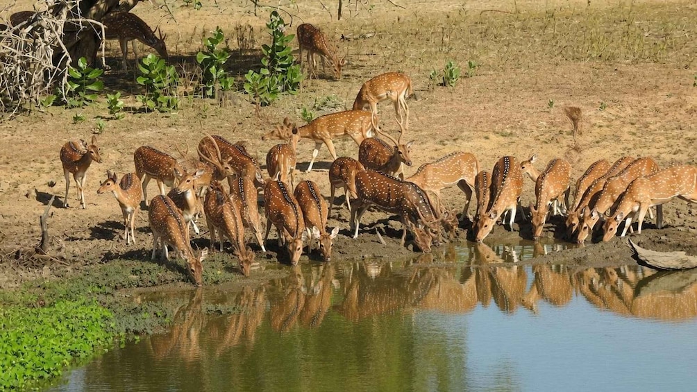 A herd of deer drinking water at a pond. 4