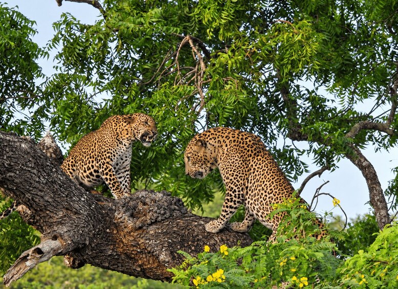 Two leopards on a tree branch in a green, leafy environment. 5
