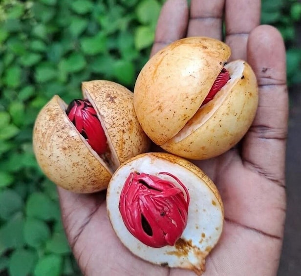 A hand holding four macadamia nuts with one cut open to reveal the red kernel. 3