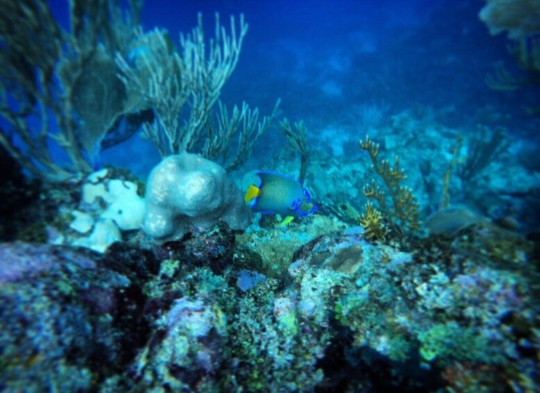An underwater scene with a blue fish swimming near coral formations and seaweed. 3