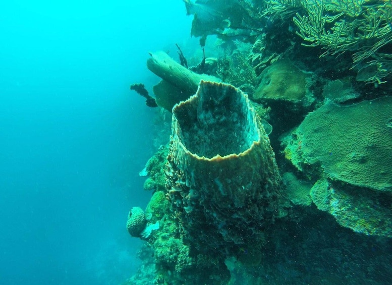 An underwater coral reef with a large, textured coral formation. 4