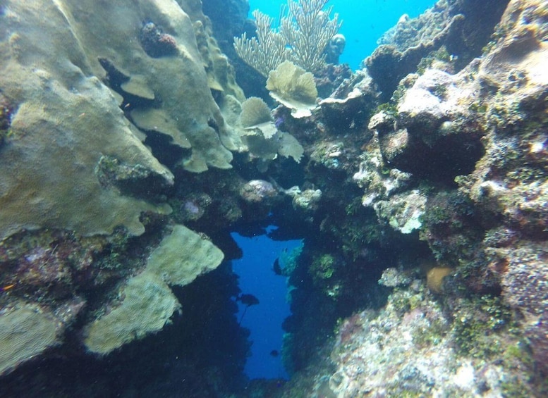 An underwater scene with a clear blue pool surrounded by coral formations and rocky structures. 2