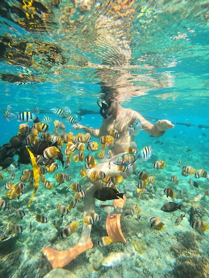 A person snorkeling underwater surrounded by various fish species. 2