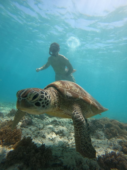 A diver swimming with a sea turtle underwater. 3