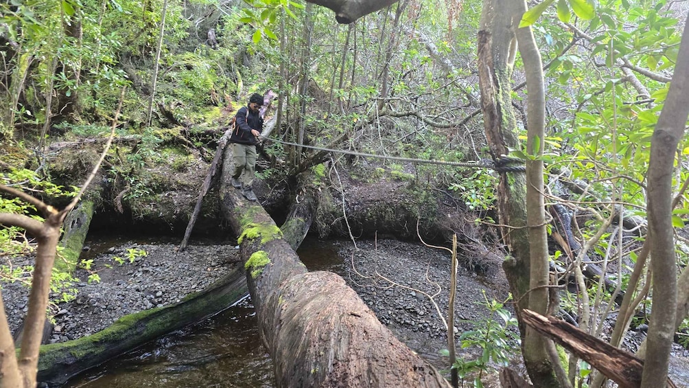 A person crossing a log bridge over a stream in a forest. 5