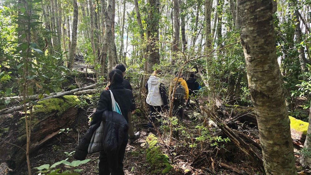 A group of people hiking in a dense forest with tall trees and moss-covered rocks. 3