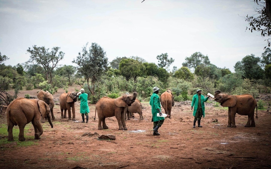 Picture 8 for Activity Nairobi: Giraffe Center, Elephant Orphanage, and Beads Tour 1