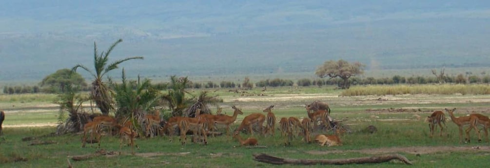 Picture 97 for Activity Nairobi: Giraffe Center, Elephant Orphanage, and Beads Tour 4