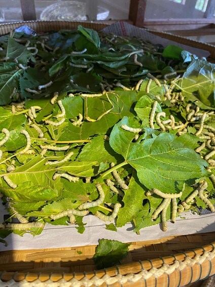 A basket filled with green leaves and numerous caterpillars. 4