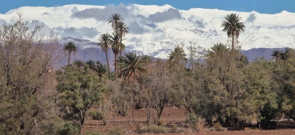A desert landscape with sparse vegetation and snow-capped mountains in the background. 4