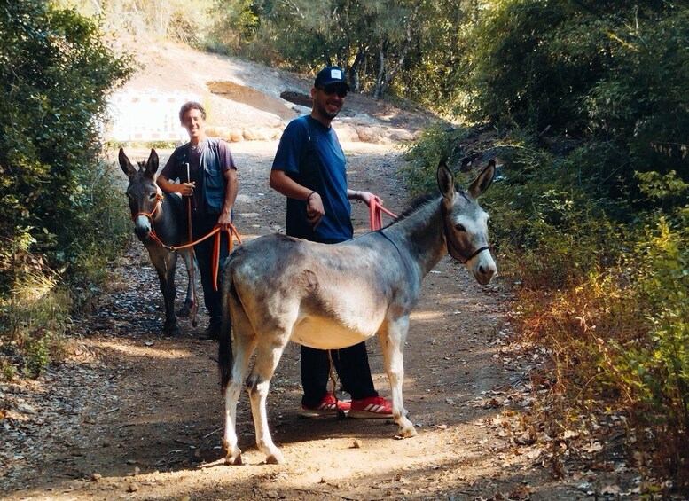 A donkey being led by a person on a dirt path surrounded by greenery. 5