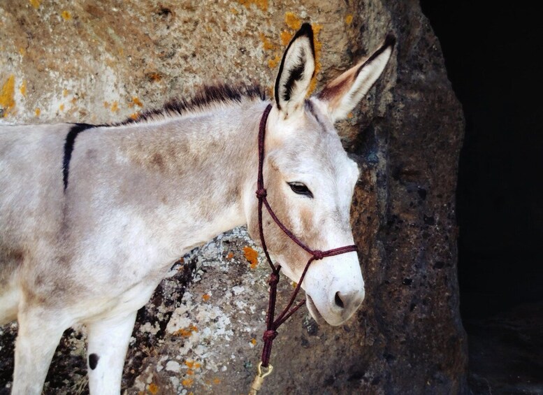A donkey with a halter standing on rocky ground. 5
