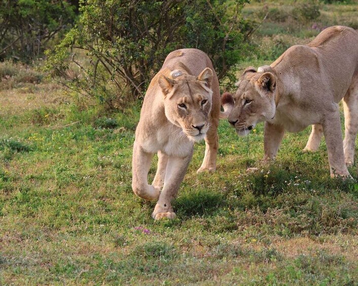 Two lions walking in a grassy savannah. 4