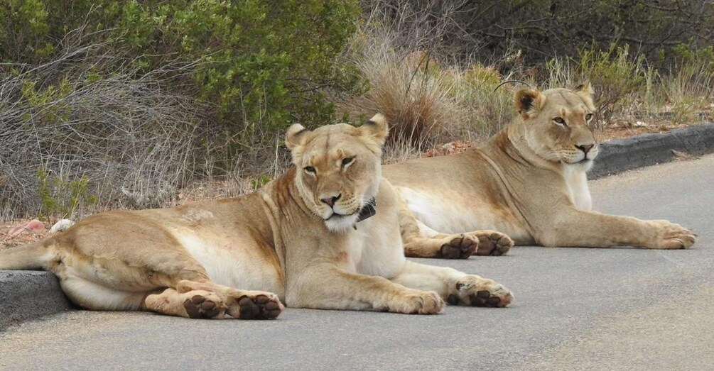 Two lions lying on a road with dry grass and sparse trees in the background. 5