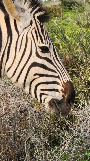 A zebra grazing in a field with dry grass and green foliage. 2
