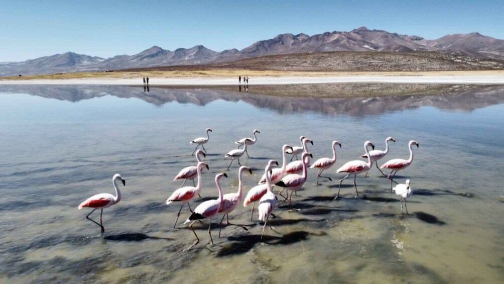 Picture 4 for Activity Laguna and Salar de Salinas with a panoramic view of the Misti and Chachani Volcanoes. 4
