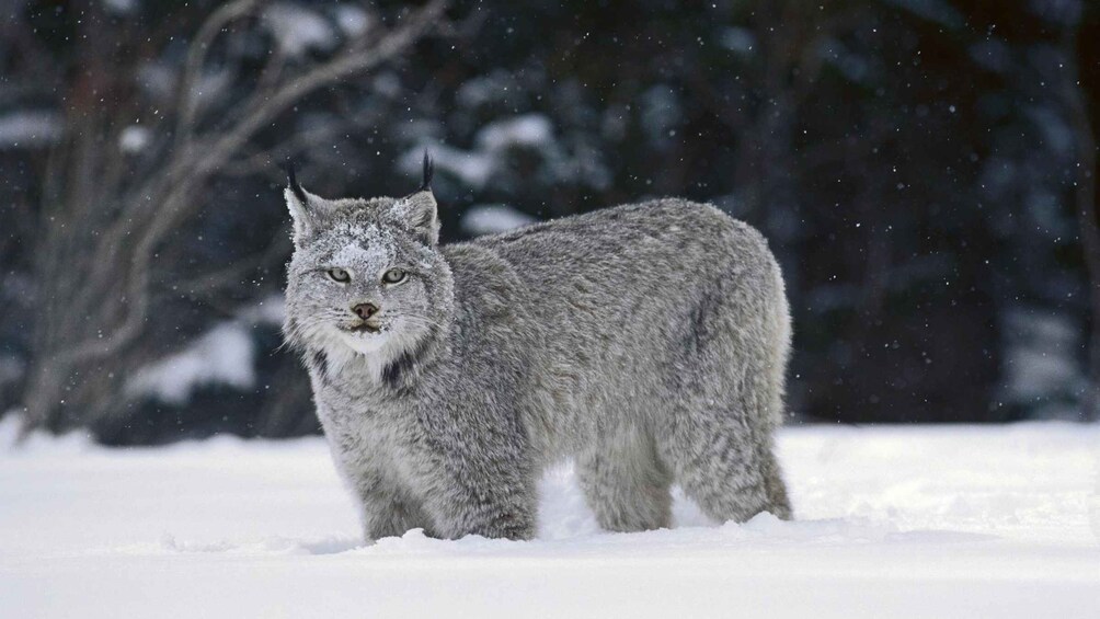 A lynx standing in the snow with trees in the background. 3