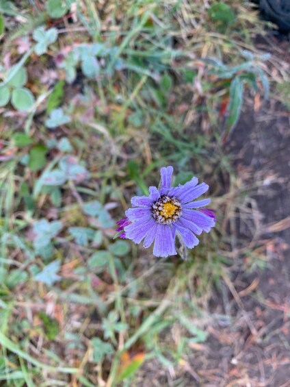 A single purple flower with a yellow center surrounded by green foliage. 4