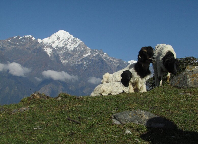 A mountain goat and a sheep on a grassy slope with a snow-capped peak in the background. 2