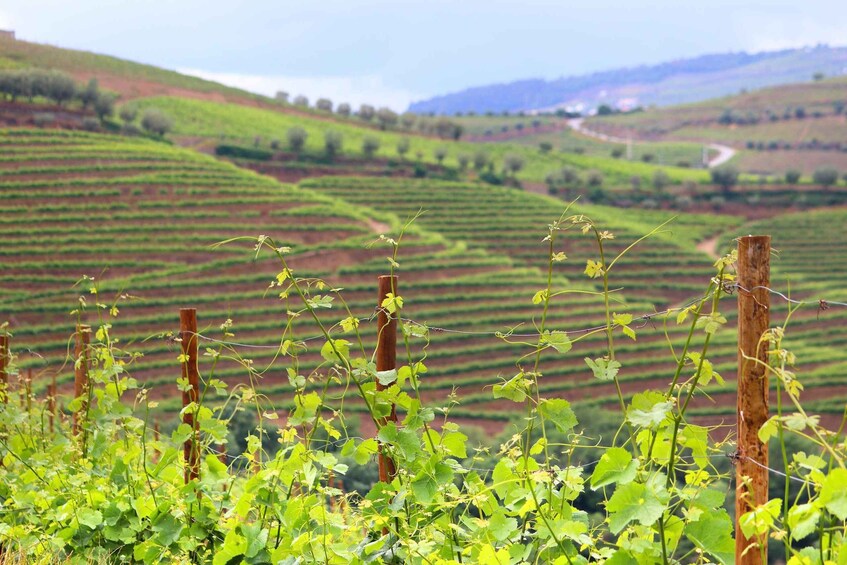 A vineyard with rows of grapevines and a hilly landscape in the background. 2