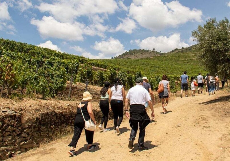A group of people walking on a dirt path through a vineyard. 3