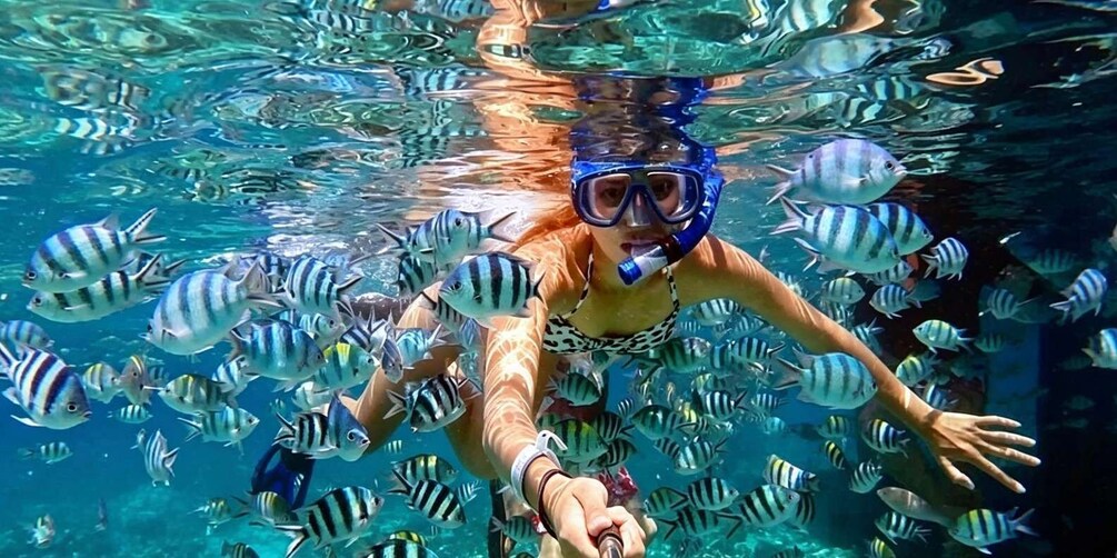 A person snorkeling surrounded by striped fish in clear water. 1