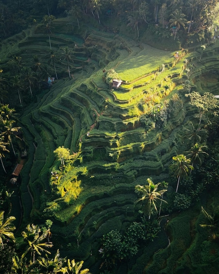 Terraced rice fields with palm trees and a small building. 2