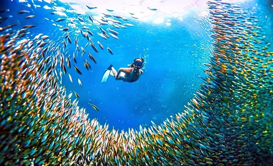 A diver surrounded by a school of fish in clear blue water. 3
