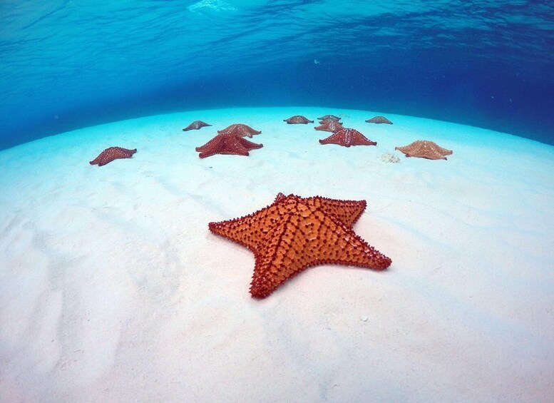Picture 3 for Activity Cozumel: Hop on a glass-bottom boat and dive into a snorkeling adventure 3